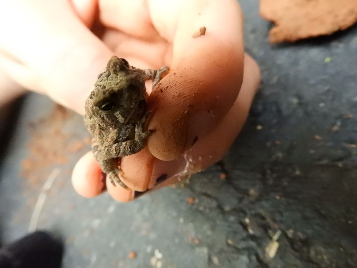 Toad