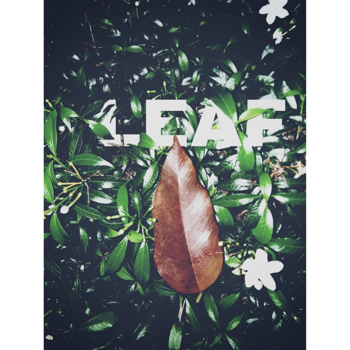Leaf