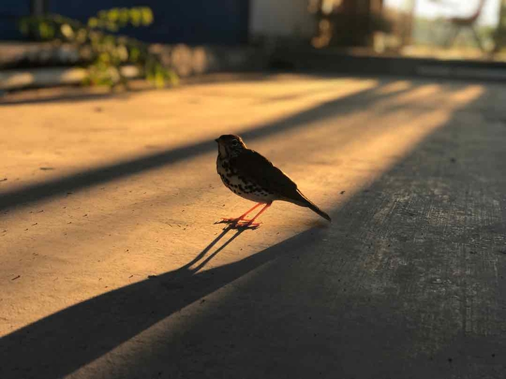 pájaro