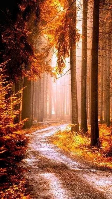 wood road