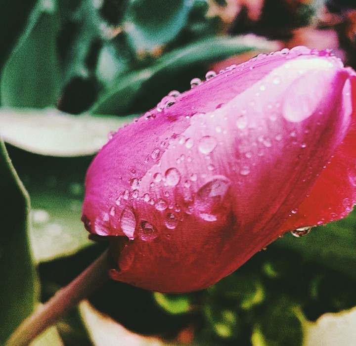 spring showers