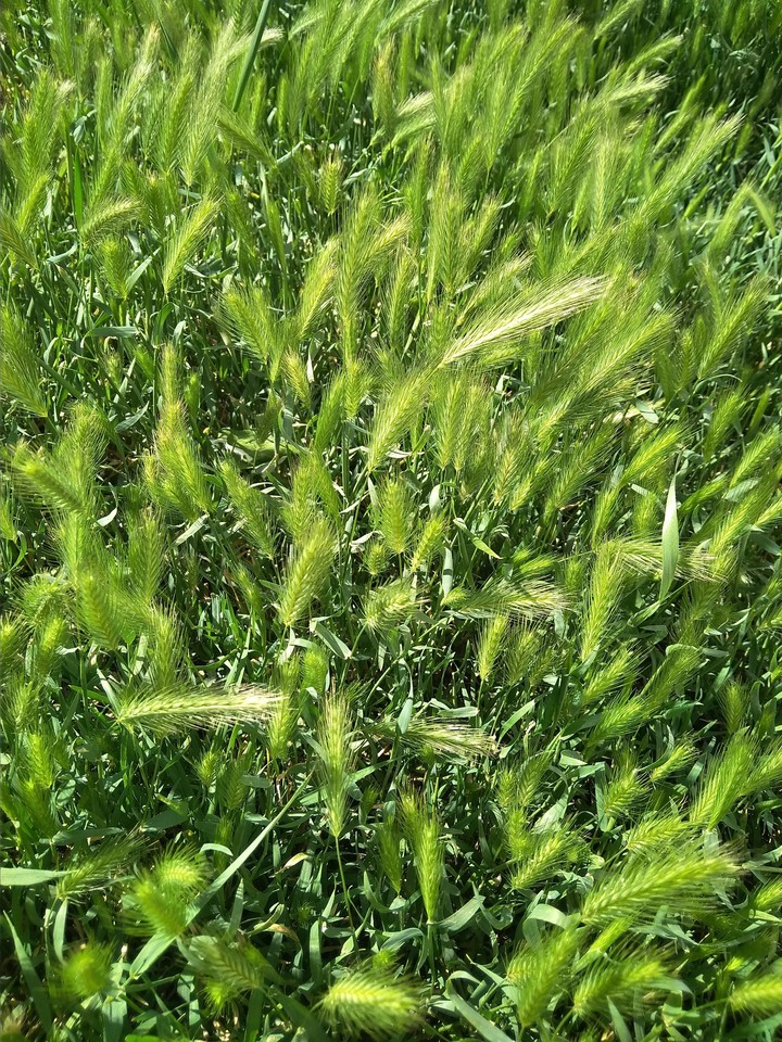 grass