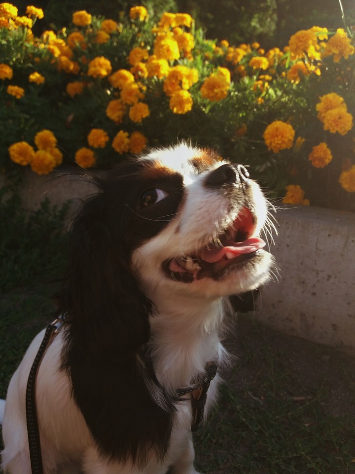 smile