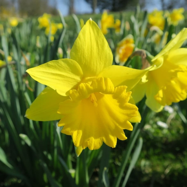 le printemps