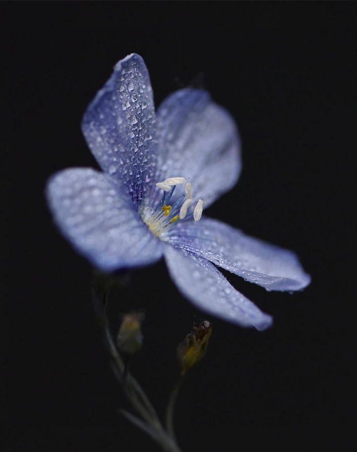Tiny blossom