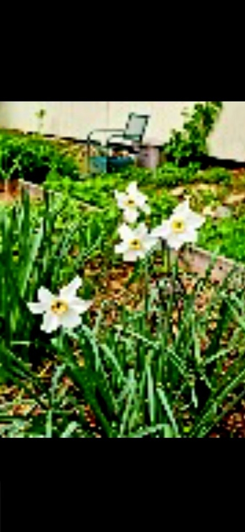 Memorial Flowers