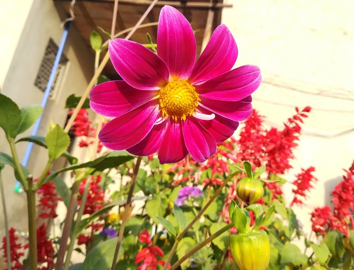 poppy flower