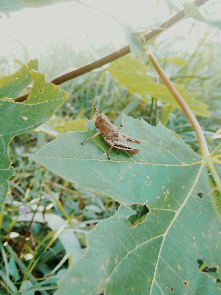 Leafhopper