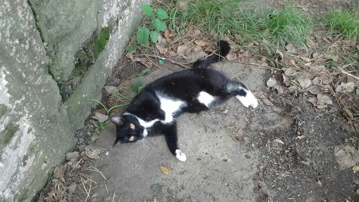 Gato