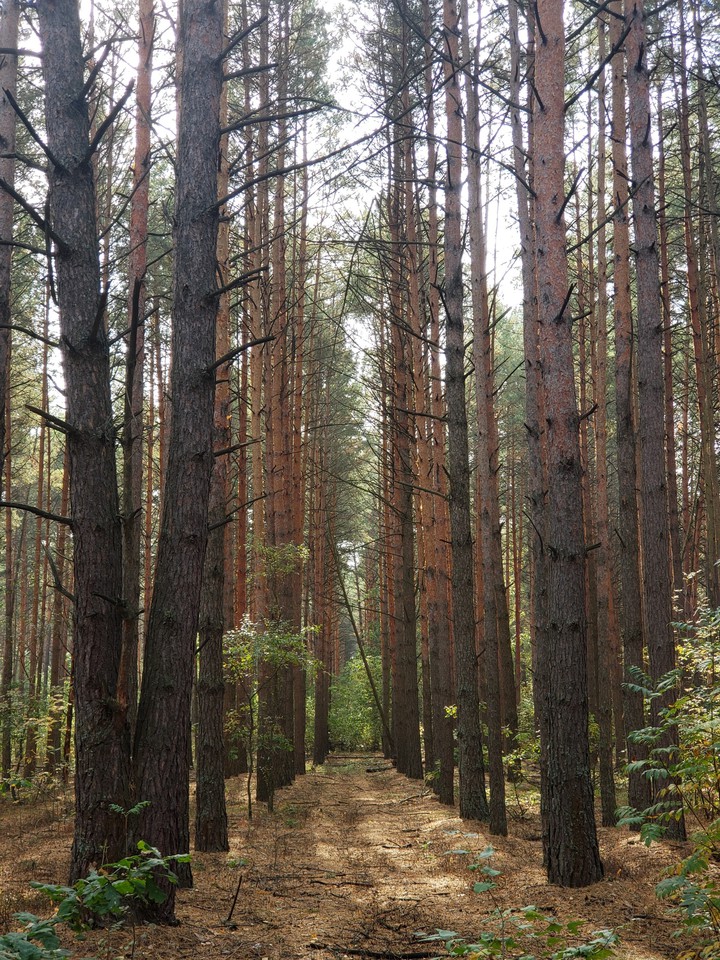 Лес
