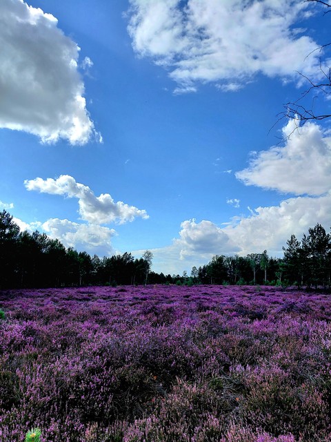 Purple, Sand, Shrubland