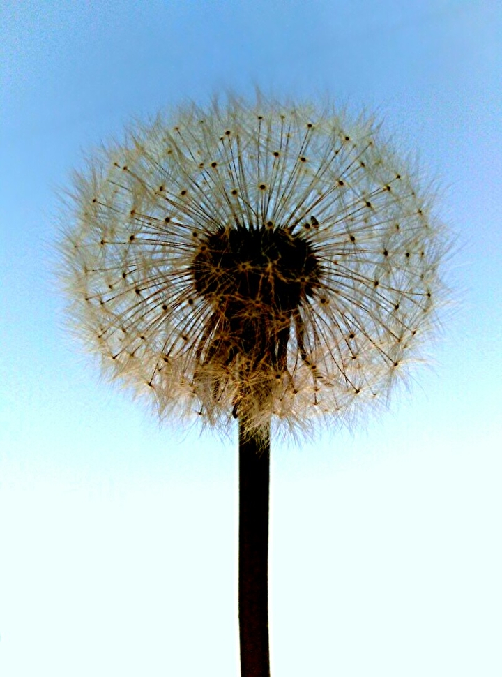 dandelion•