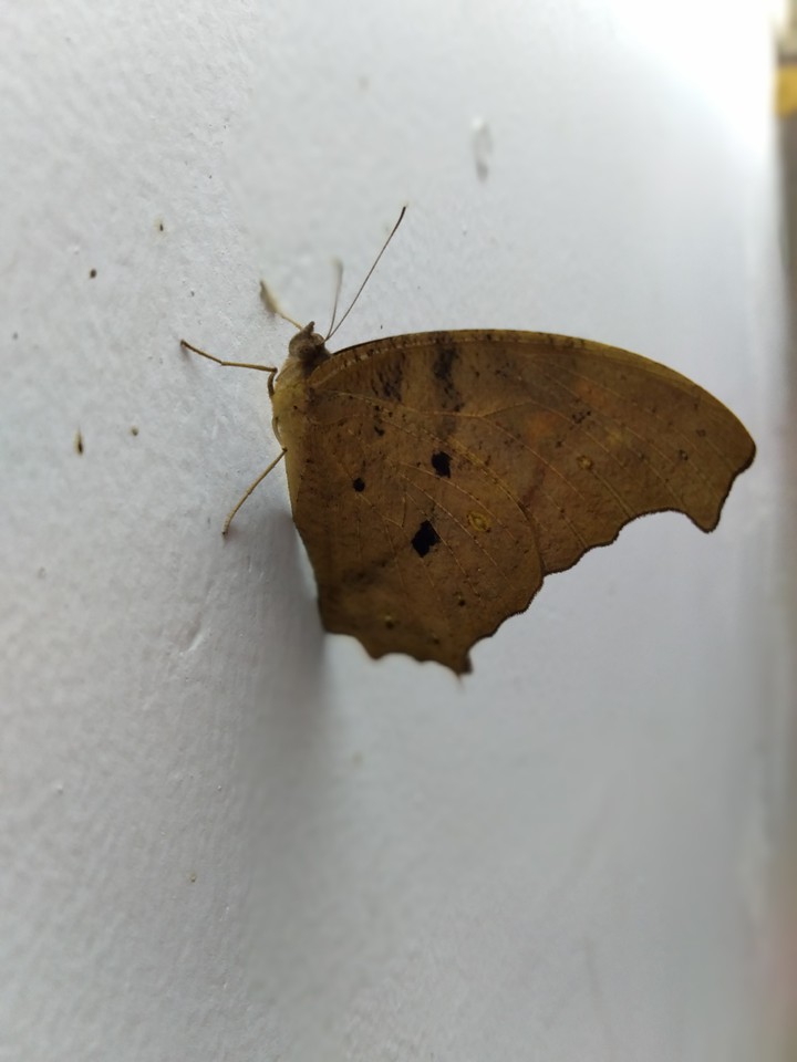 butterfly