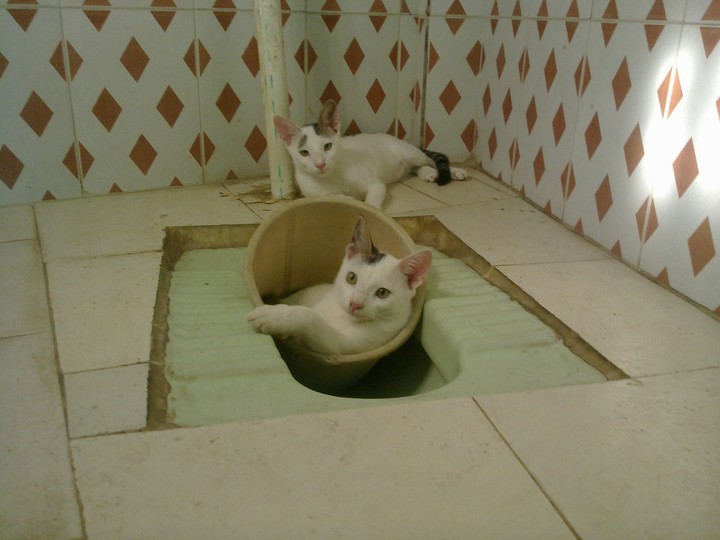Cat