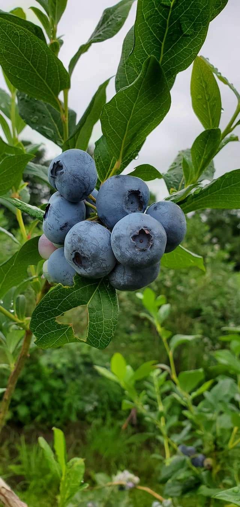 blueberry