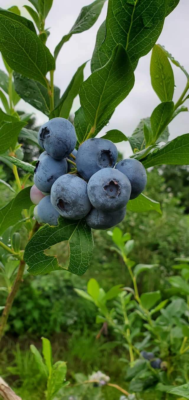 blueberry
