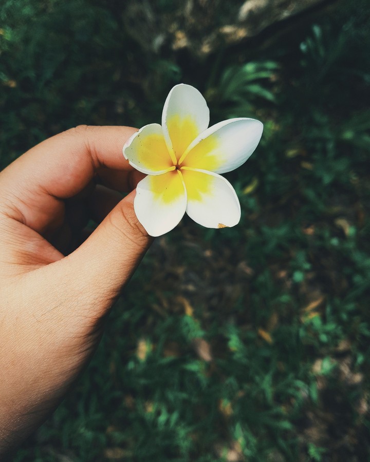 flower
