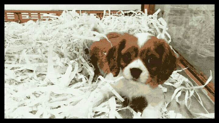my dog