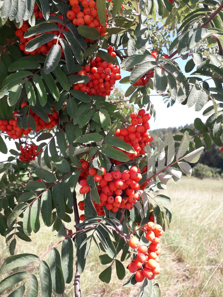 Rowanberry