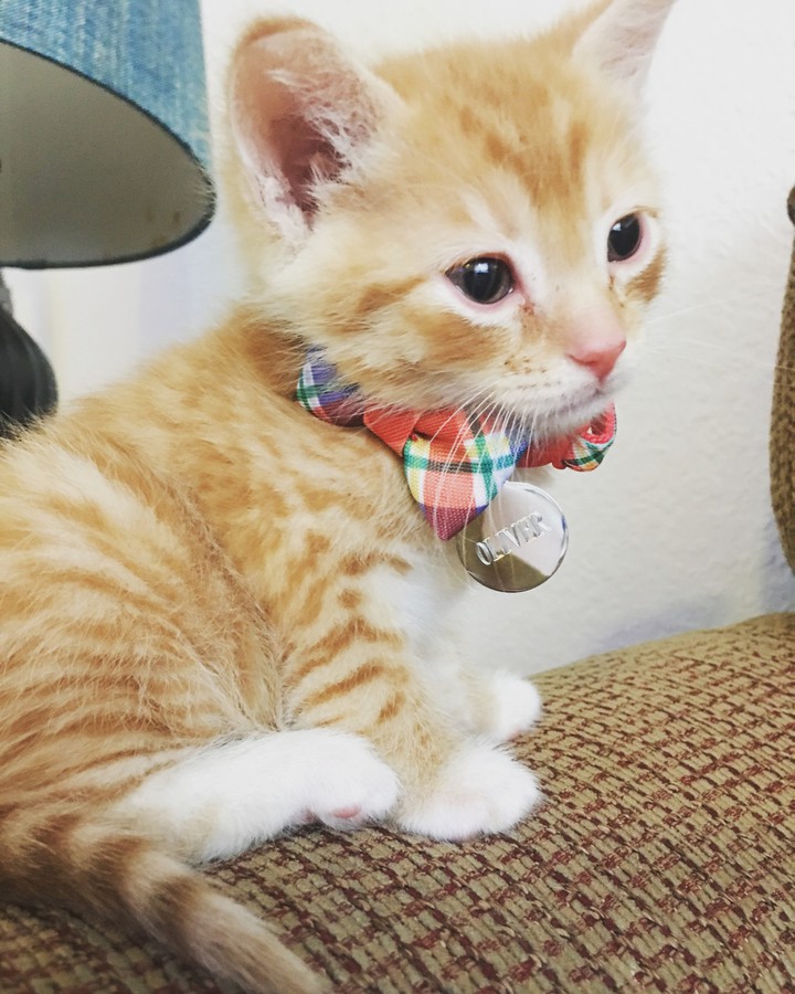 cat