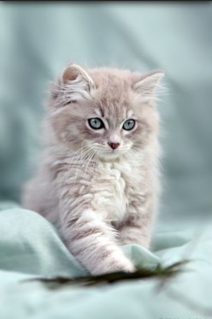 kitty