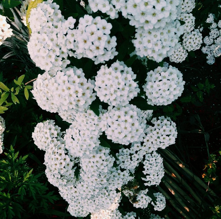 نهایت زیبایی...
