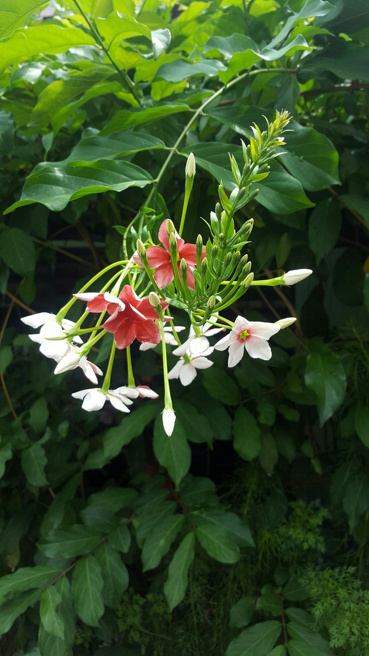 red flower