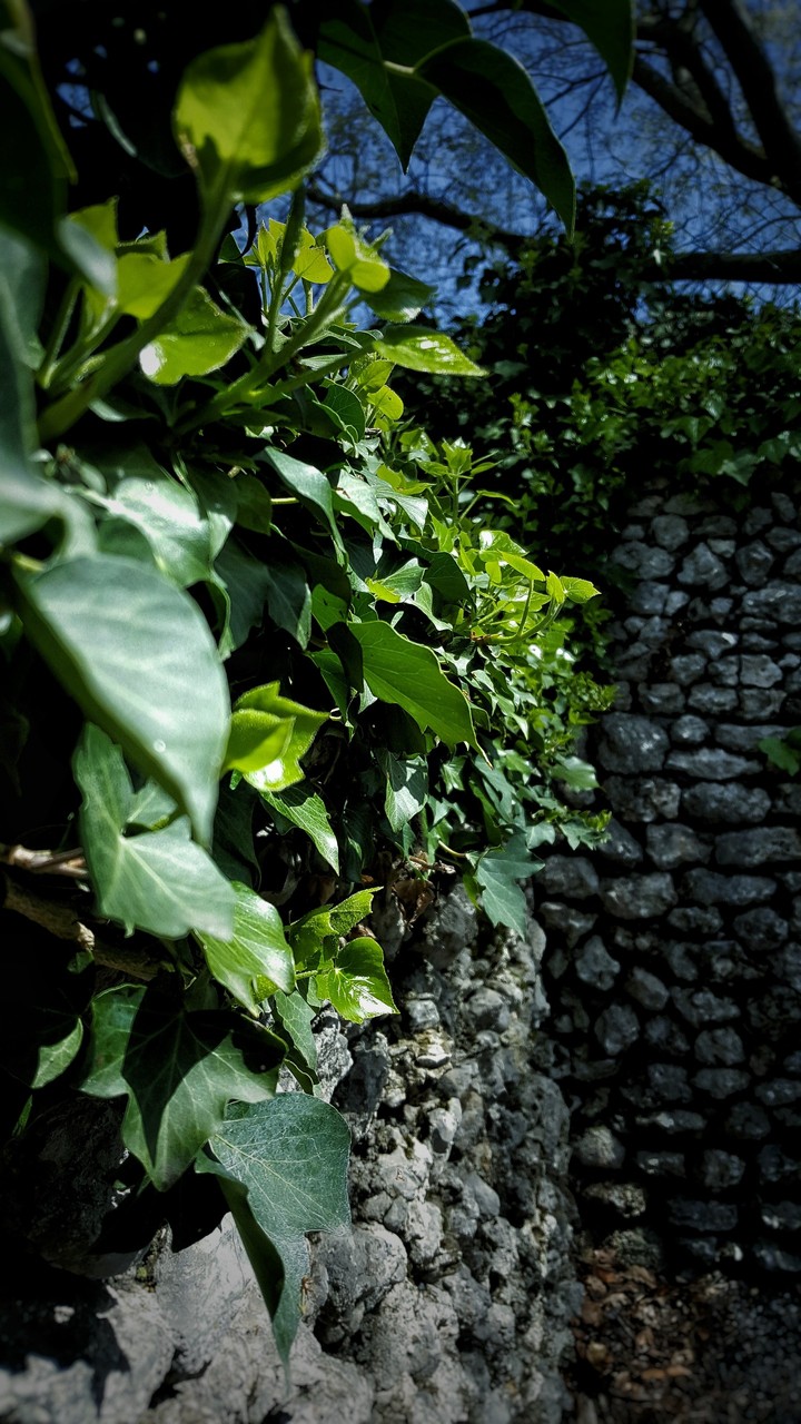 Wall Hedera