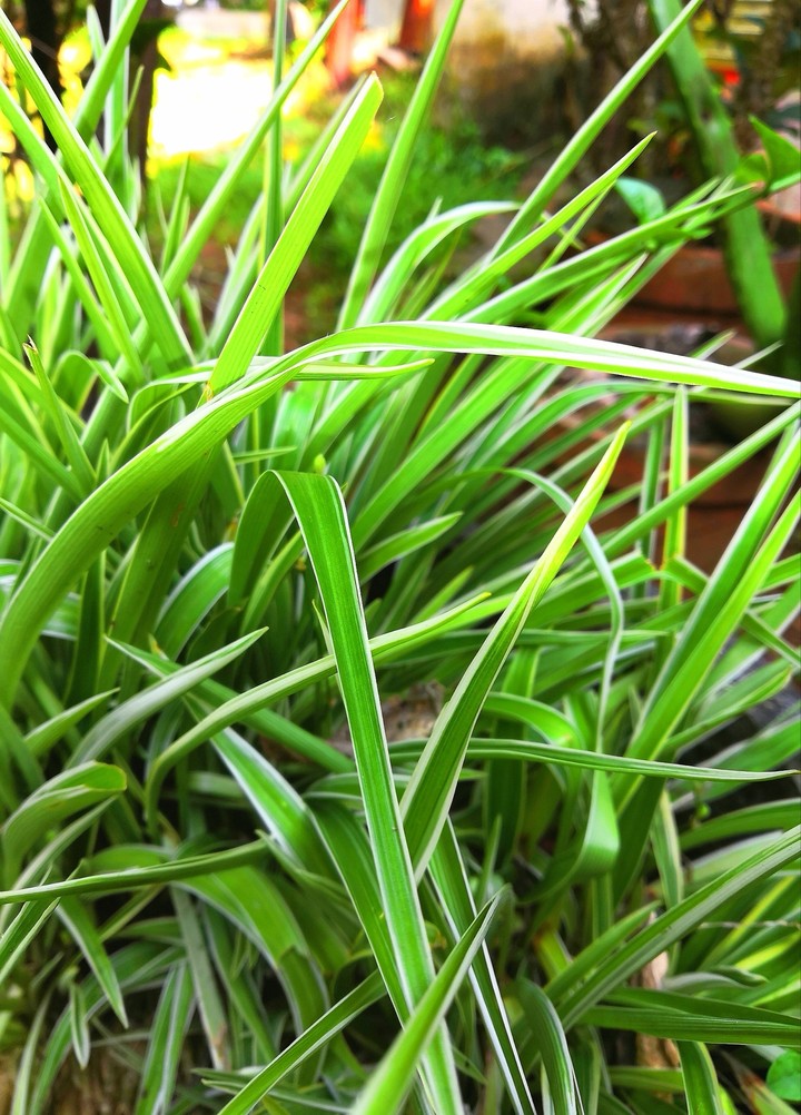 plants