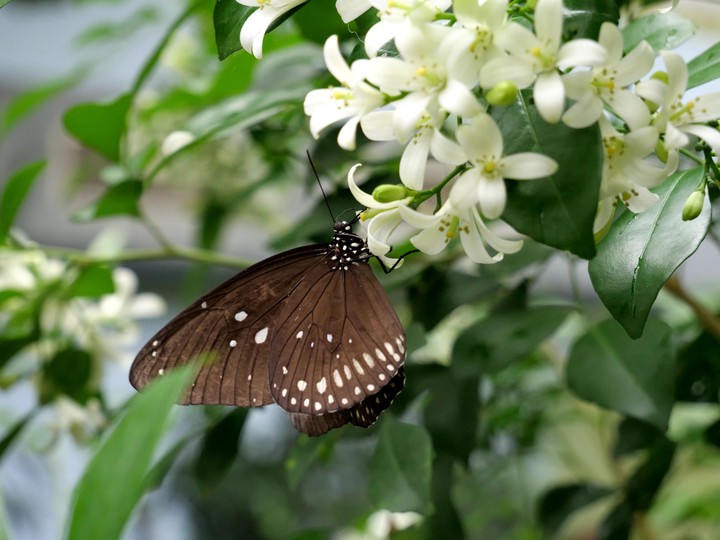 Schmetterling, Pflanzen, Blumen, Blüten