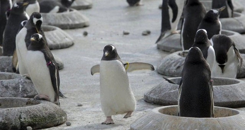 Penguins