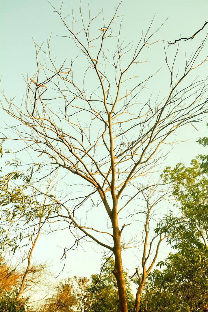 tree