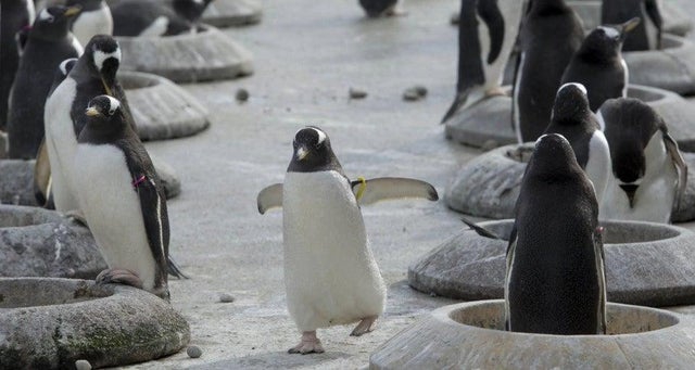 Penguins