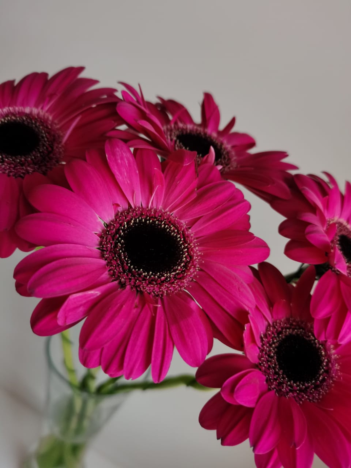 Herberas