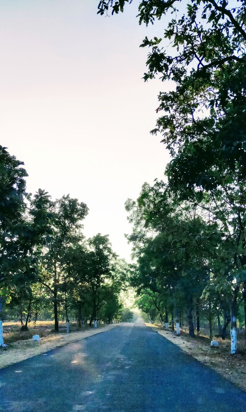 Forest way