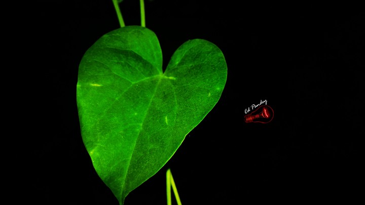 vine leaf