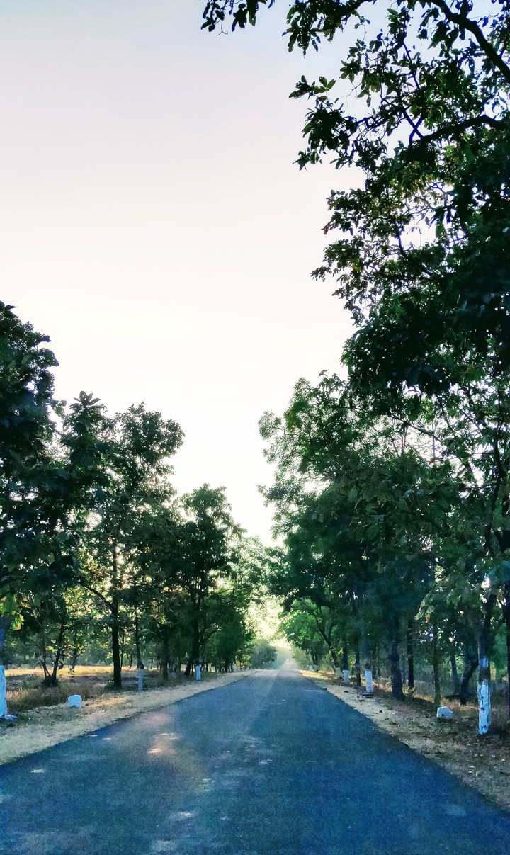 Forest way