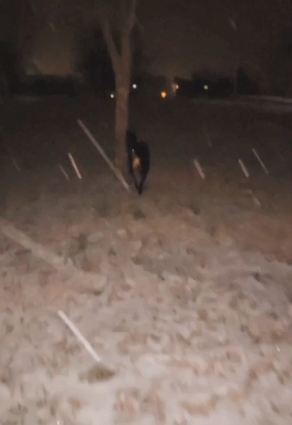 walking Charlie