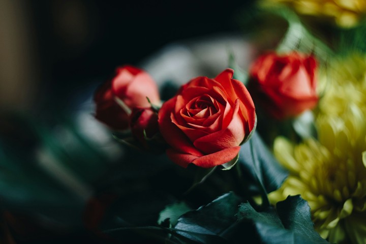 Red roses