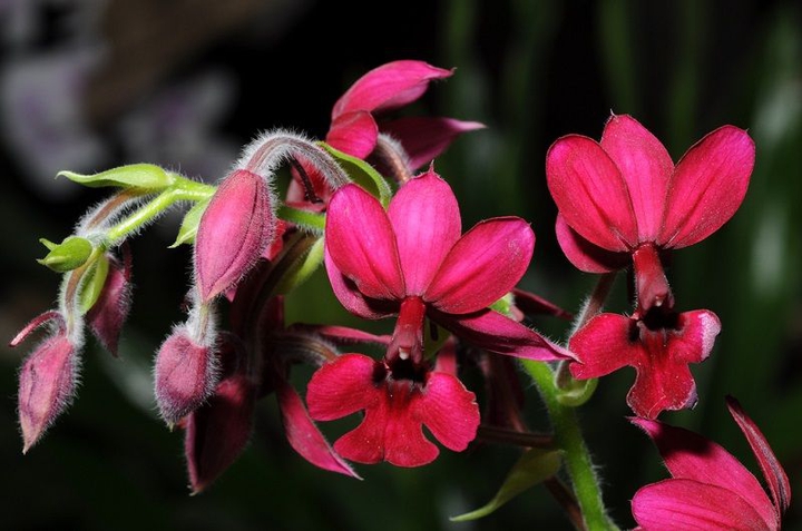 #orchid