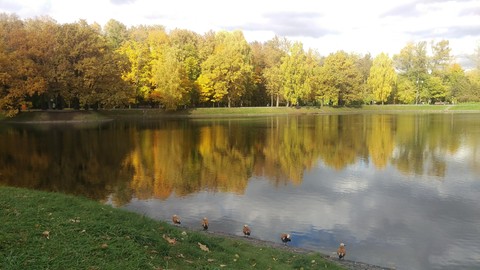 ducks