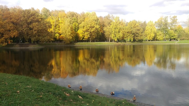 ducks