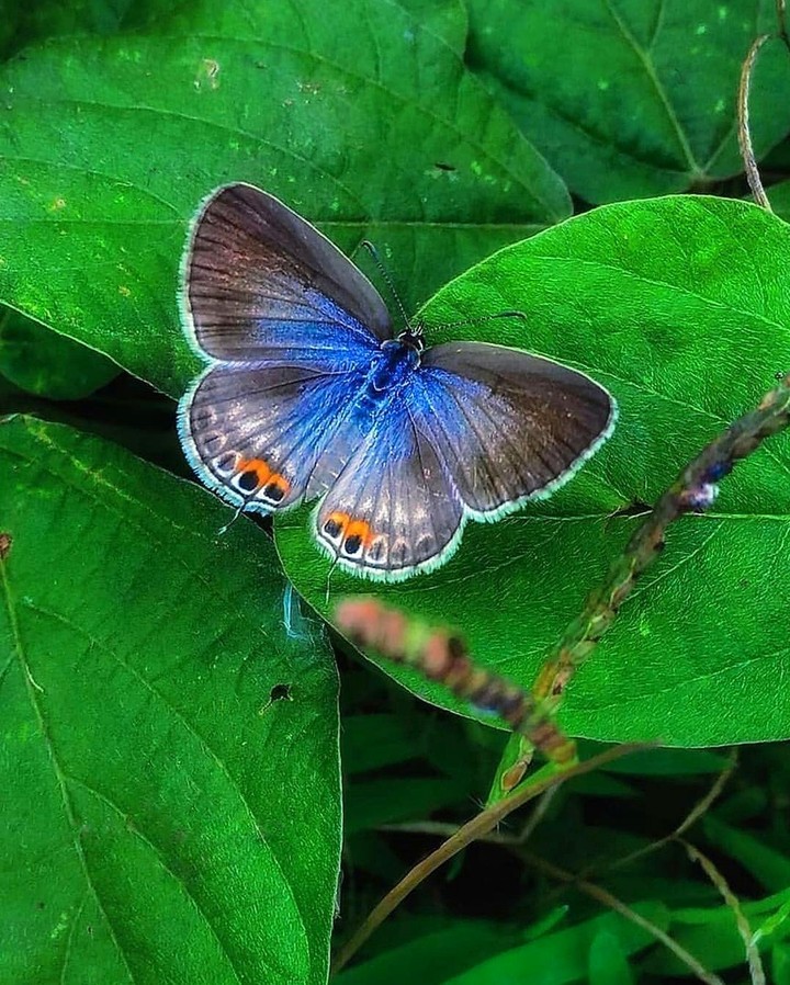 butterfly