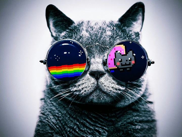 Cool cat
