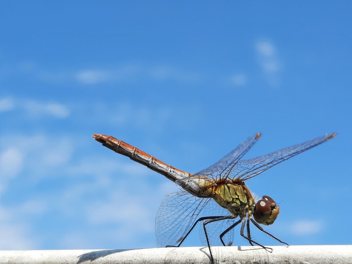 insect