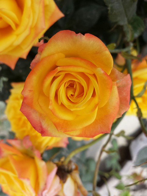 rose