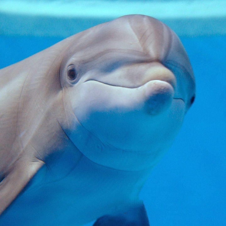 Dolphin