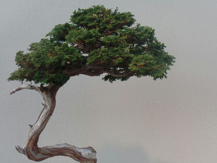 Curvy Tree