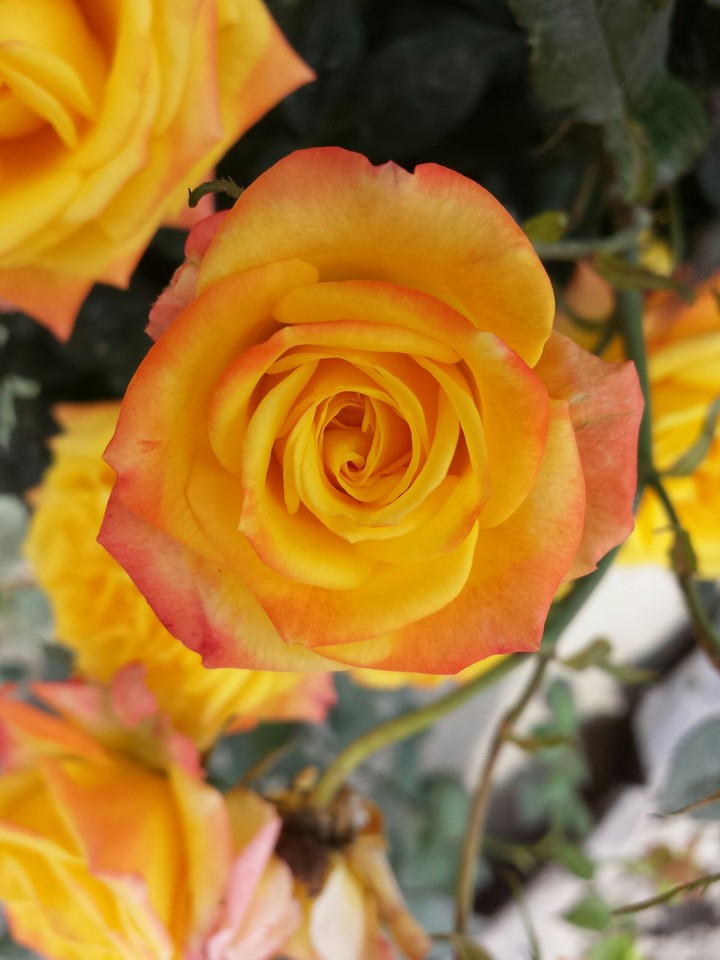 rose