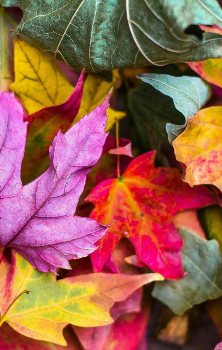 cOlOuRfUll Leaves